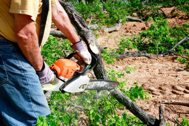 Best Commercial Tree Services  in USA